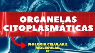 ORGANELAS CITOPLASMÁTICAS  GOLGI RETÍCULOS LISOSSOMOS BIOLOGIA CELULAR E MOLECULAR  AULA 16 [upl. by Eisej]