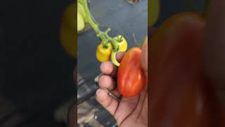 1 Mistake Most People Make when Harvesting Tomatoes 🍅tomatoes gardening amazing [upl. by Sebbie271]