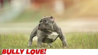 The Amazing American Bully All You Need to Know [upl. by Pat922]