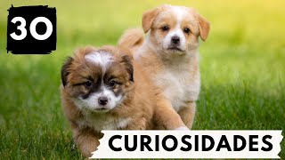 30 CURIOSIDADES sobre CACHORROS que vão te surpreender 🐶🐾 [upl. by Rawdin]