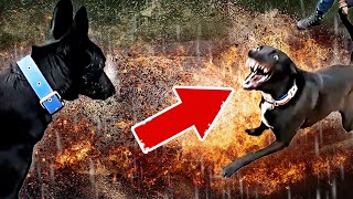 🎥 De la Peur à la Confiance  Métamorphose dun Chien Craintif et Agressif  🐾 [upl. by Telimay]