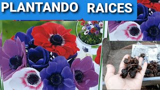 Anemones plantanddo raices de estas flores [upl. by Pearson]