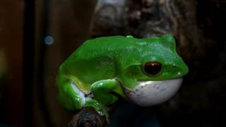 モリアオガエル鳴く。 Forest Green Tree Frog Rhacophorus arboreus [upl. by Naynek]