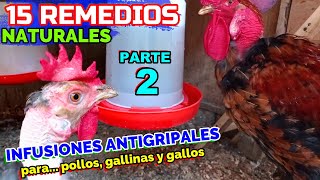 ▶ Infusiones Antigripales para POLLOS y GALLINAS 🐤🐔🐓  15 Remedios Naturales  PARTE 2 [upl. by Coppock157]