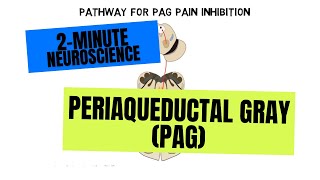 2Minute Neuroscience Periaqueductal Gray PAG [upl. by Eetnahc592]