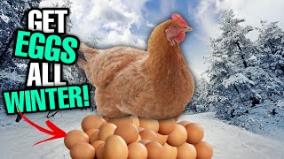 Do THIS To Get MORE EGGS This WINTER  Winter Chicken Care [upl. by Mayberry]