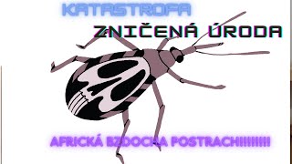 Africká bzdocha ničí úrodu Pozor na tohto škodcu Treba hneď zasiahnuť [upl. by Esirahc]