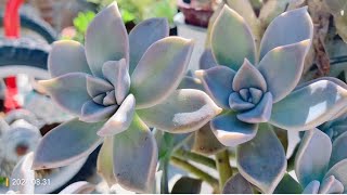 Graptopetalum paraguayense a species of succulent plant Ghostplant 多肉胧月 [upl. by Denten]