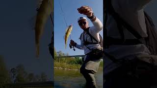 ukraine fishing bestfishingvideos perch howtocatchfishfishingforperchfishingpersonoutdoors [upl. by Aurea461]