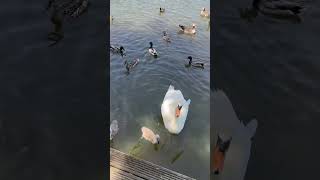 Cygnets Baby Swans enjoying the lake [upl. by Ahtimat]