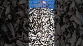 River Fishing Video fishingmethod villagelife villagefishing nicefishing fishingvideos fb [upl. by Kiri]