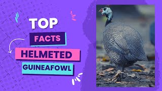 Helmeted guineafowl facts [upl. by Nolrev]