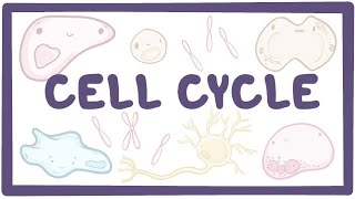 Cell cycle and cell division ClassXIPart4Mitosis or MPhase [upl. by Charline]