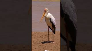 Yellowbilled Stork shorts [upl. by Robertson]