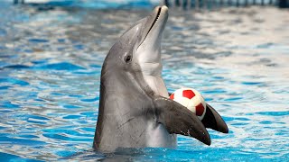 Dolphin Show in Dubai FULL VIDEO  Sea Worlds Dolphin Show Live [upl. by Camden]