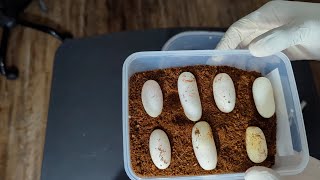 Axanthic hognose snake laid more eggs [upl. by Janene220]