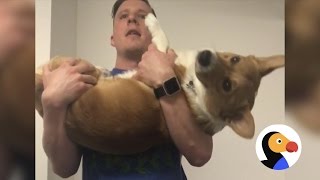 Corgi Works Out With Dad  The Dodo [upl. by Lazor179]