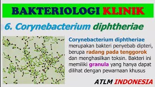 Corynebacterium Diphtheriae  Materi Kuliah TLM Bakteriologi Klinik 1 [upl. by Kester]