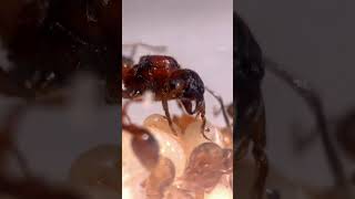 10 Fascinating ant Facts for Kids  Fun and Educational Discover the World of Ants ants antsfacts [upl. by Sondra124]