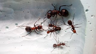 Boosting Formica Pratensis ant colony size [upl. by O'Callaghan673]