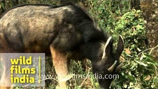 Serow grazing in Himalayan forest [upl. by Hakkeber409]