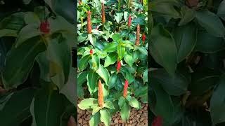 Costus woodsonii Red button ginger Plant care planting costuswoodsonii gardening plantsshorts [upl. by Elrae]