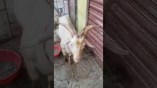 Bentham goods for sale call 8850544945 love song best music goat [upl. by Adnilasor]