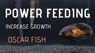 How to make Oscar fish grow FAST  Power Feeding [upl. by Bowne]