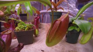 nepenthes ampullaria x spectabilis x talangensis 22 day time lapse [upl. by Maite569]