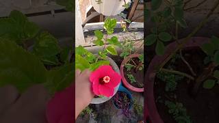 Hibiscus plant🌿🌿plantsngardenshomegardensnaturegardenyoutubeshorts [upl. by Aztilem]