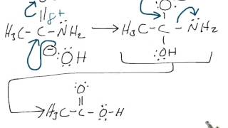 BasePromoted Hydrolysis of Acetamide RXN Mechanism [upl. by Willem]