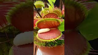 Venus Flytrap DEVOURS Juicy Worm in Terrifying Carnivorous Plant Feeding Frenzy short plants worm [upl. by Laefar984]