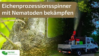 Eichenprozessionsspinner mit Nematoden bekämpfen  Erfahrungsbericht  enema  Tpnema® gegen EPS [upl. by Olzsal]