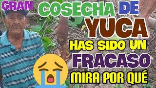 GRAN COSECHA de YUCA FUÉ un FRACASO MIRA POR QUÉ [upl. by Stedman]