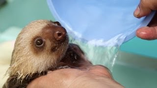 How a Sloth Gets a Bath [upl. by Vange]