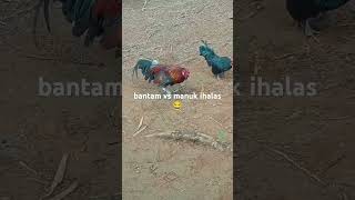 bantam vs junglefowl [upl. by Donavon901]