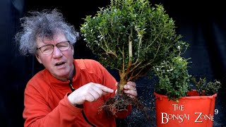 Styling and Planting a Boxwood Forest The Bonsai Zone April 2022 [upl. by Nwaf]