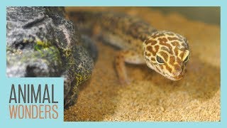 Is Sand Bad for Leopard Geckos [upl. by Asille]