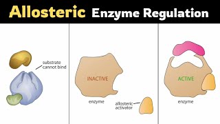 Allosteric Regulationof Enzymes [upl. by Ecnadnac]