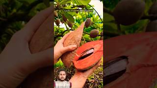 Mamey Sapote  Mamey Sapote Farming  Mamey Sapote Fruit shorts mamey fruit [upl. by Nylaehs]