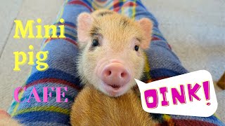 Visiting Japans Mini Pig Cafe 🐽  Mini Pig cafe Tokyo 🗼 [upl. by Anuaf]