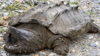 7 Tortues Les Plus Mortelles Et Dangereuses Du Monde [upl. by Annairam604]