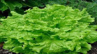 Grand Rapids Lettuce  Lactuca sativa [upl. by Ijic144]