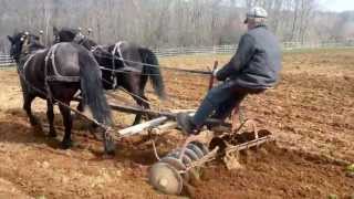 Canadian Horses  Disc Harrowing at Ross Farm Museum [upl. by Alrahs952]