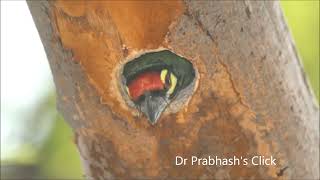 Coppersmith Barbet Bird Video Couple Nesting baby [upl. by Claude]