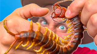 BITTEN by a Giant Asian Centipede [upl. by Sapienza]