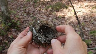 Nature Moments How to Build a Birds Nest [upl. by Carthy]