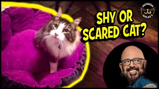 THE Key to Helping Your Shy or Scared Cat [upl. by Clyve]