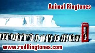 Animal Ringtones Free Ringtone Downloads for Android an iPhone [upl. by Anialam]