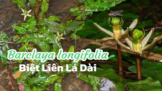 Barclaya longifolia in nature  Biệt liên lá dài [upl. by Lamoree]